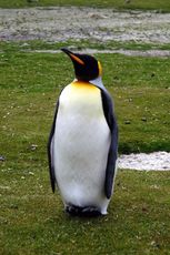 Königspinguin (3 von 84).jpg